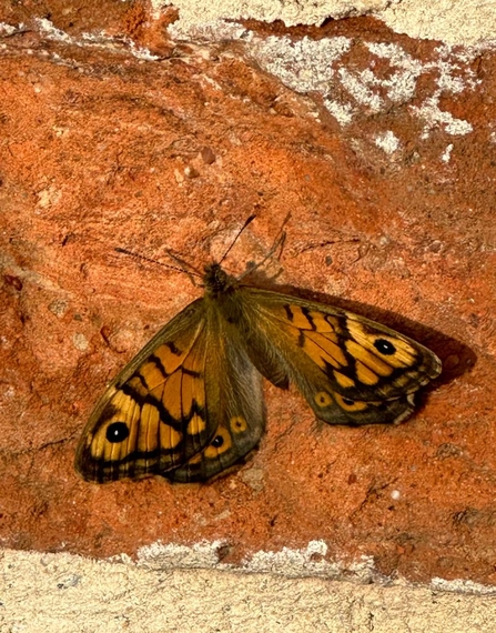 Wall brown - Andy Hickinbotham