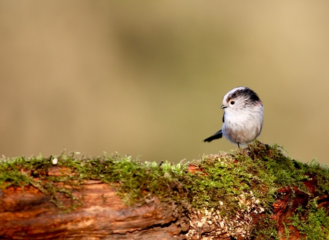 Long-tailed tit